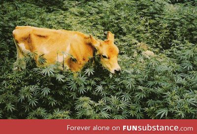 The steaks have never been higher