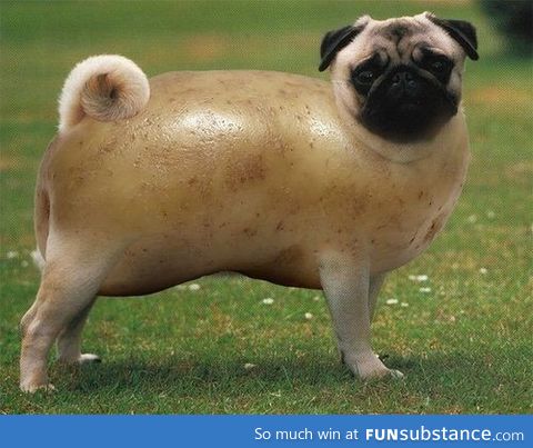 Pugtato