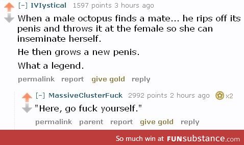 Octopuses are so metal when it's time to mate