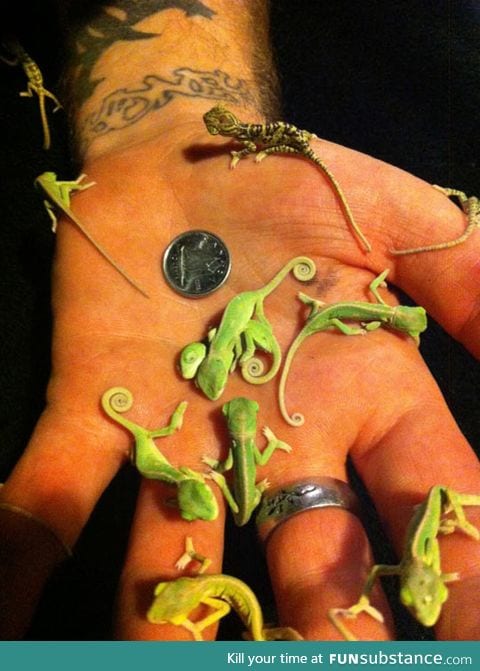 Tiny baby chameleons