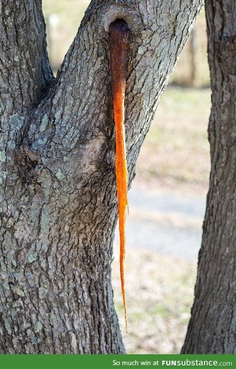 My tree vomited a bunch of sap and it became an icicle. Sapvomitcicle