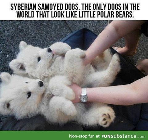Snow puppies