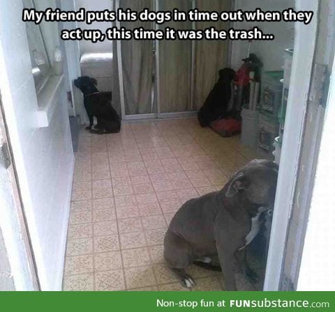 Dog punishment