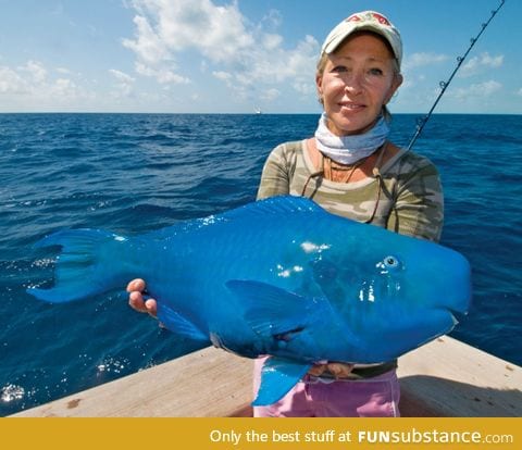 Bluest fish I've ever seen