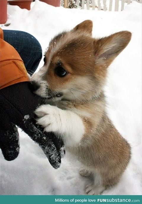 This corgi looks like a bunny