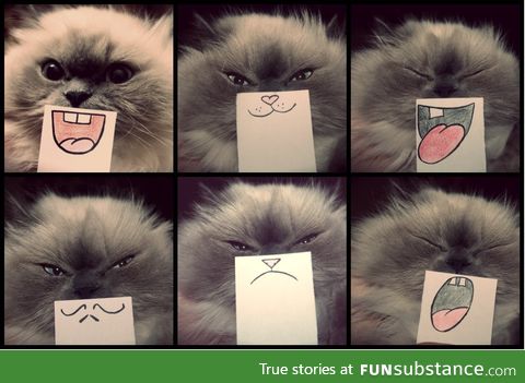 Cat emotions