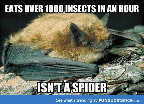 Good guy Little Brown Bat