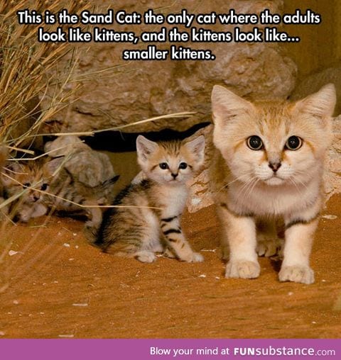 The cute sand cat