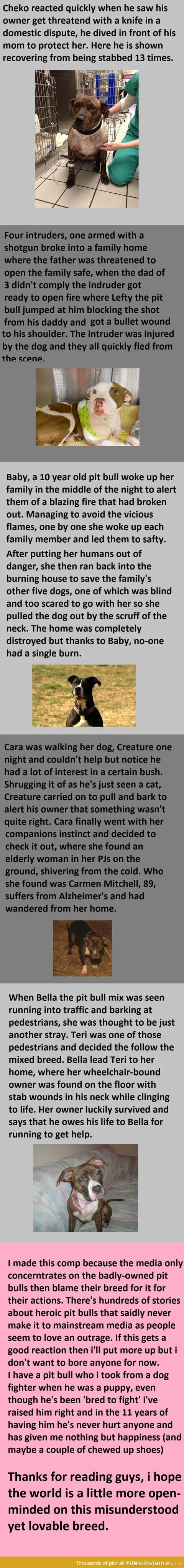Dog saves lives