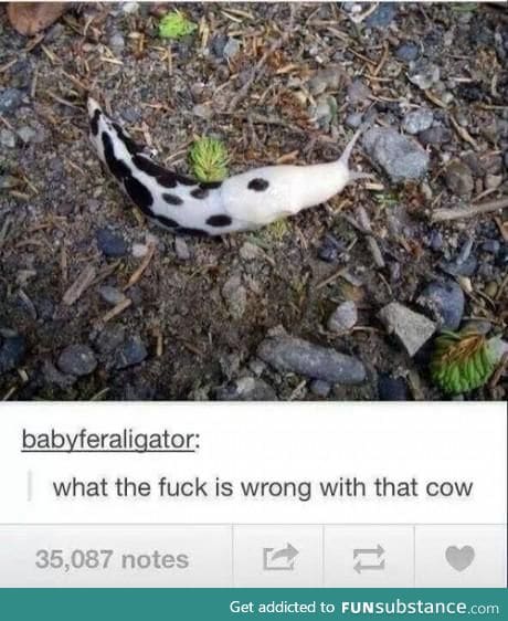Moo