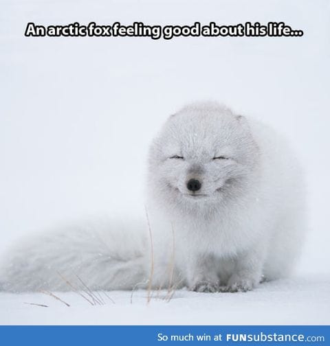 Smiling arctic fox