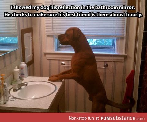 That other dog