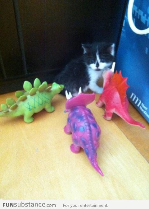 Kitten being bullied by toys