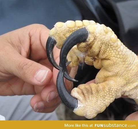 Ever wonder how big an eagle talon is?