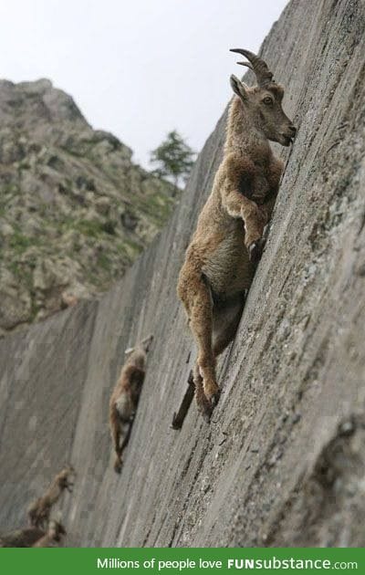 Goats.. they climb up every hill..