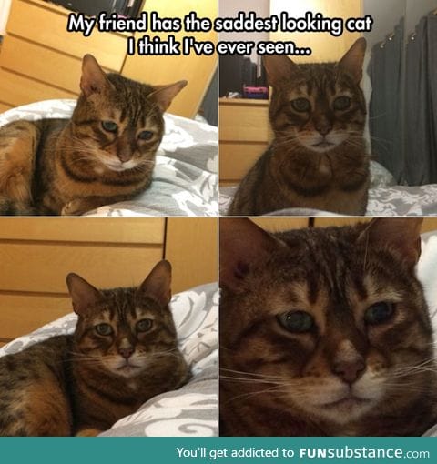 The saddest cat in the world