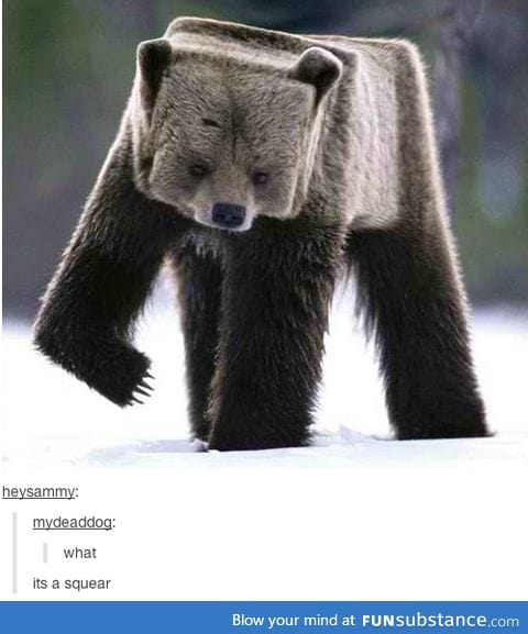 Square bear