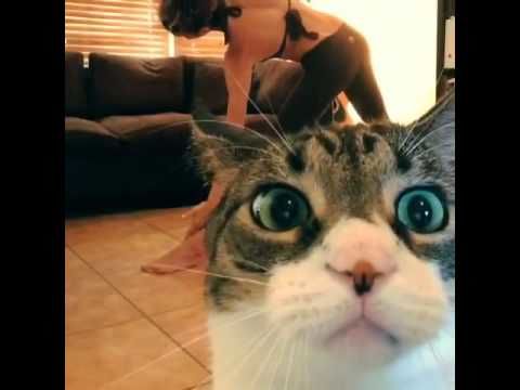 check meowt