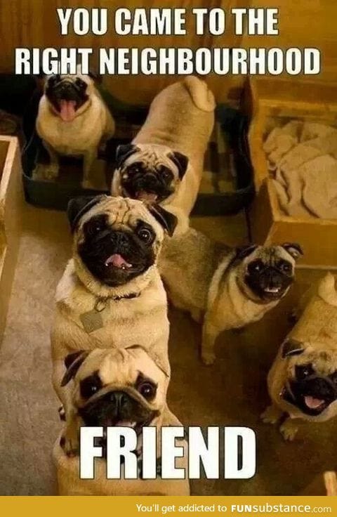Pugs, pugs, pugs