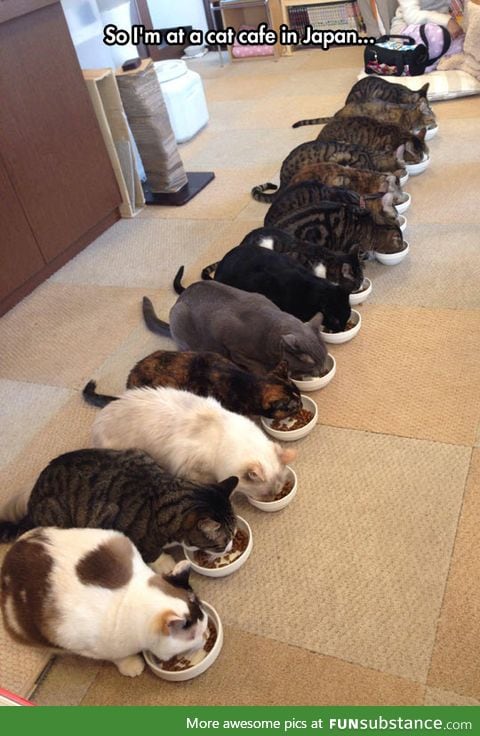 Cat cafe in japan