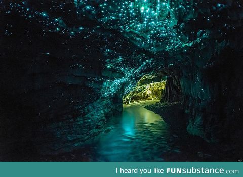 Glowworm Caves, Waitomo, New Zealand