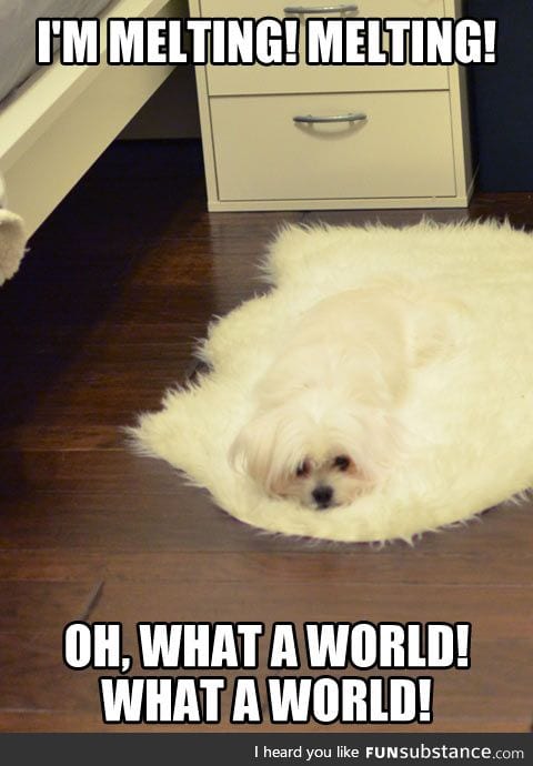 Melting dog
