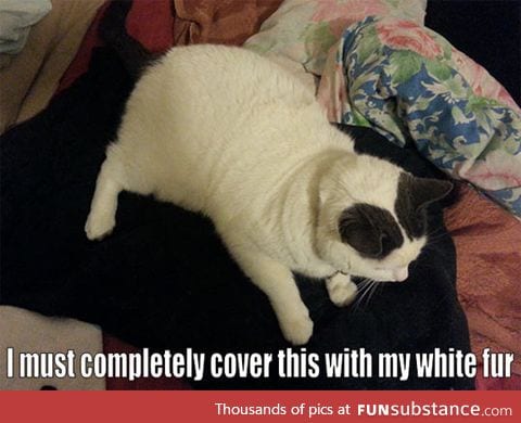 When cats see black clothes