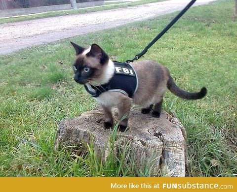 This FBI agent is so cute