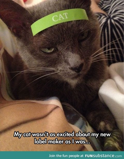 That is one mad looking cat