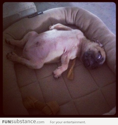 My pug sleeps like a frozen chicken