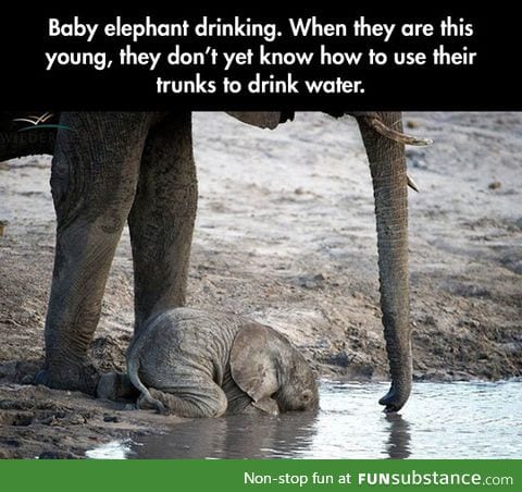Ultra cute picture of the day