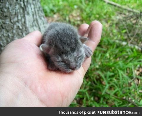 Aww in the palm of my hand!