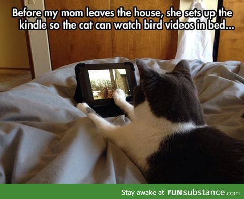 Kitty likes to watch tv