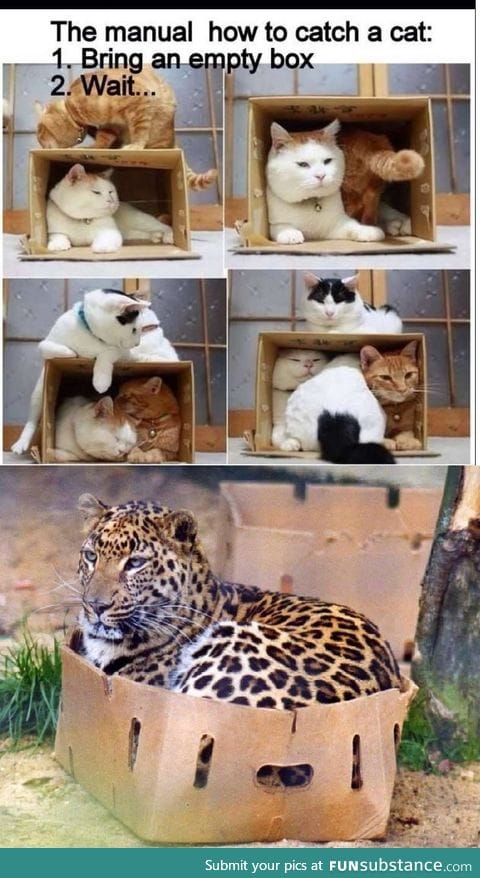 How to catch a cat