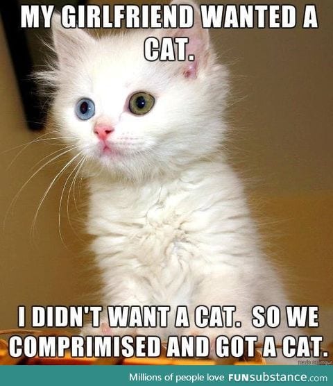 Who does not love cats
