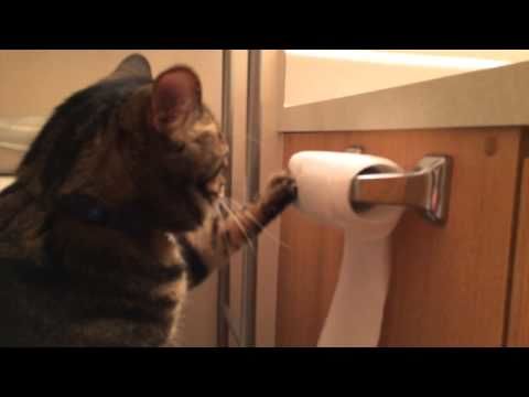 This cat is better than your cat