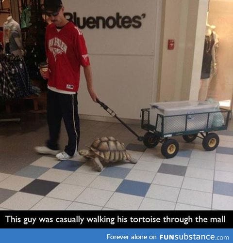 Dogs are too mainstream