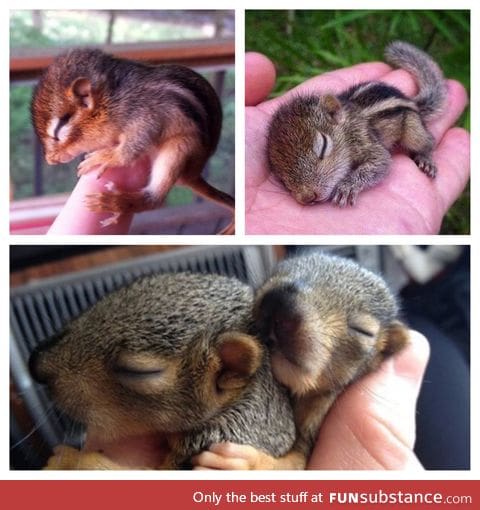 Abandoned Chipmunks I fostered last year