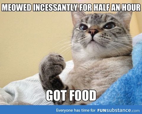 Success cat is a winner