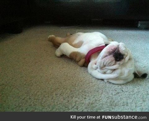 Sleeping dog melting