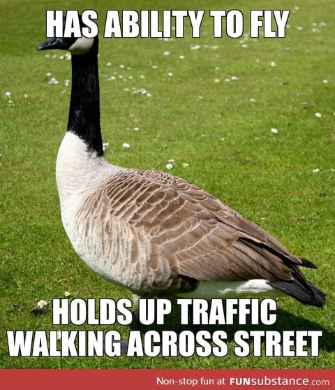 Scumbag Canadian goose
