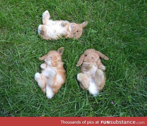 I wonder what they're dreaming about?