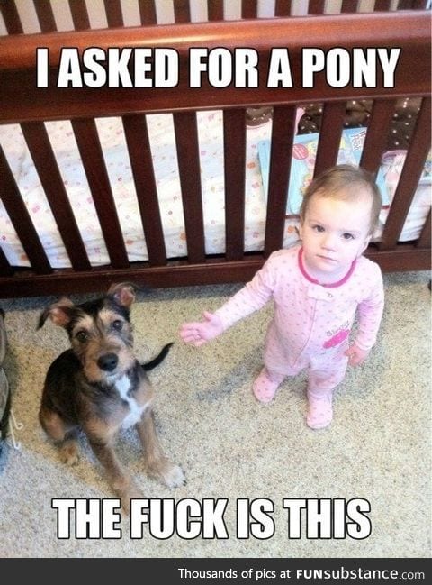I asked for a pony