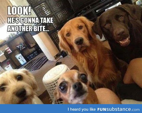 Dog owners get to be celebrities every meal time