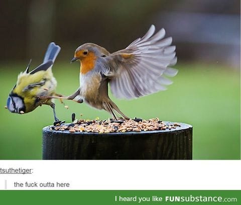 This! Is! My bird seed!