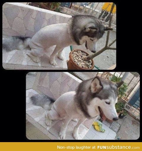 Handling Thailand's summer heat level: Husky