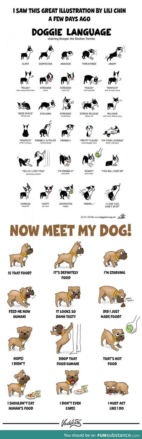 Meet my dog