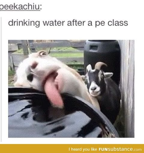 GOATS !