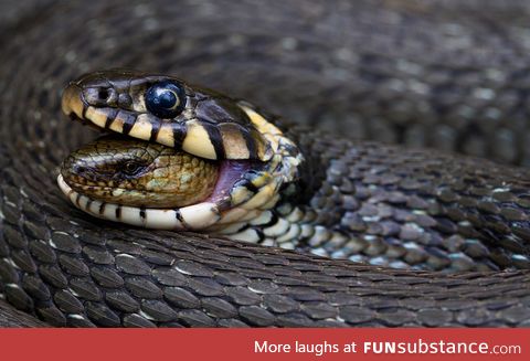 Winner of the Finnish Nature Image 2013 — Swallowed Alive