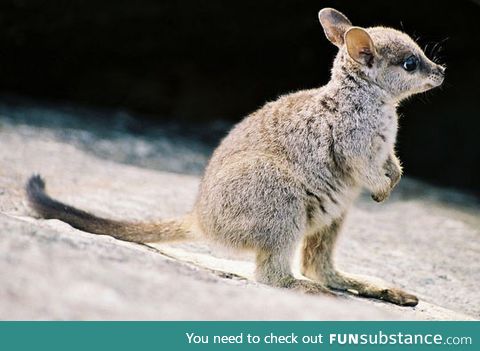 Baby wallaby